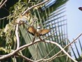 /album/photogallery/mating-white-throared-beeeaters-jpg/